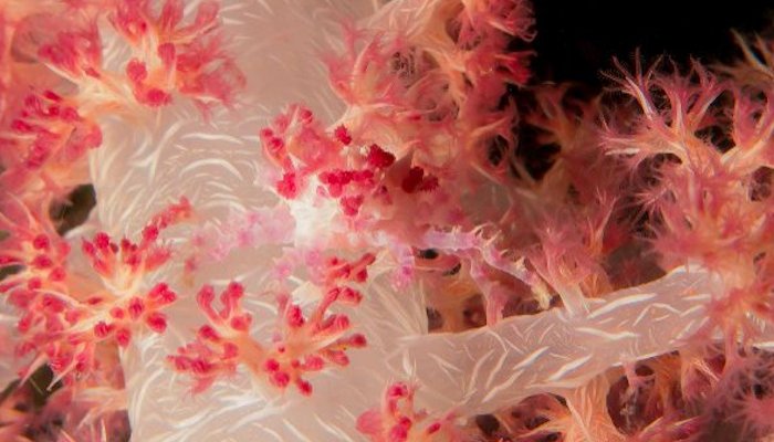 Soft Coral Decorated Crab